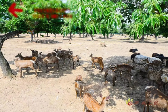 最新套竹鸡视频，自然美景的探索之旅，激发你的旅行热情